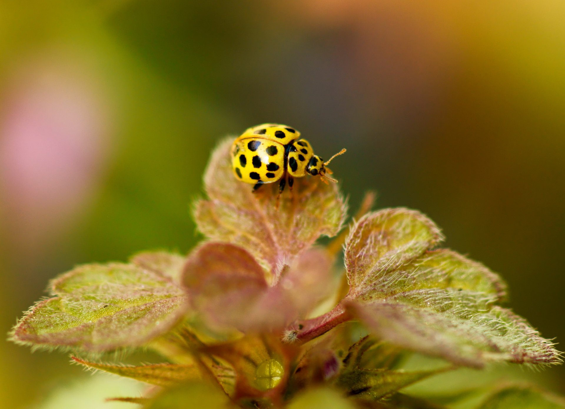 HD desktop wallpaper featuring a close-up of a yellow and black spotted ladybug resting on a green leaf with a soft, blurred natural background.