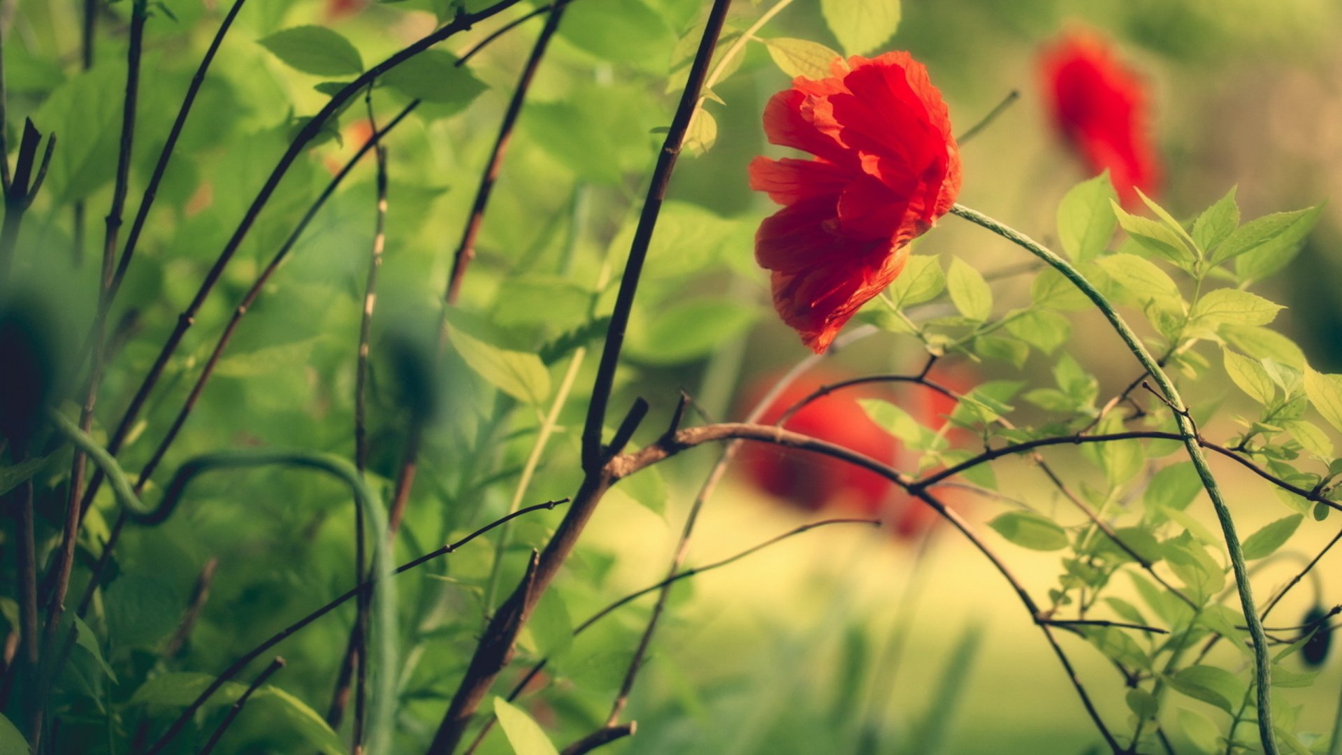 A vibrant red flower among lush greenery, captured in rich detail, making for a stunning nature-themed HD desktop wallpaper and background.