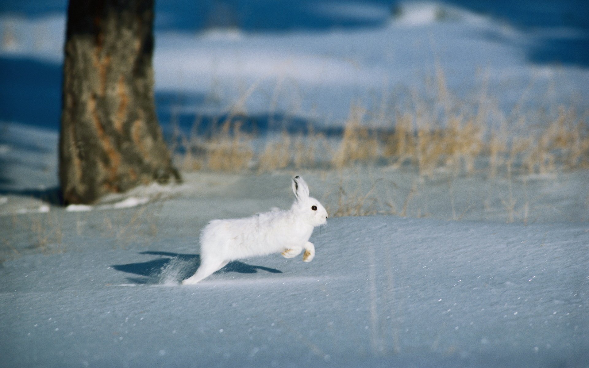HD desktop wallpaper featuring a white hare bounding across a snowy landscape with a blurred tree and dry grass in the background.