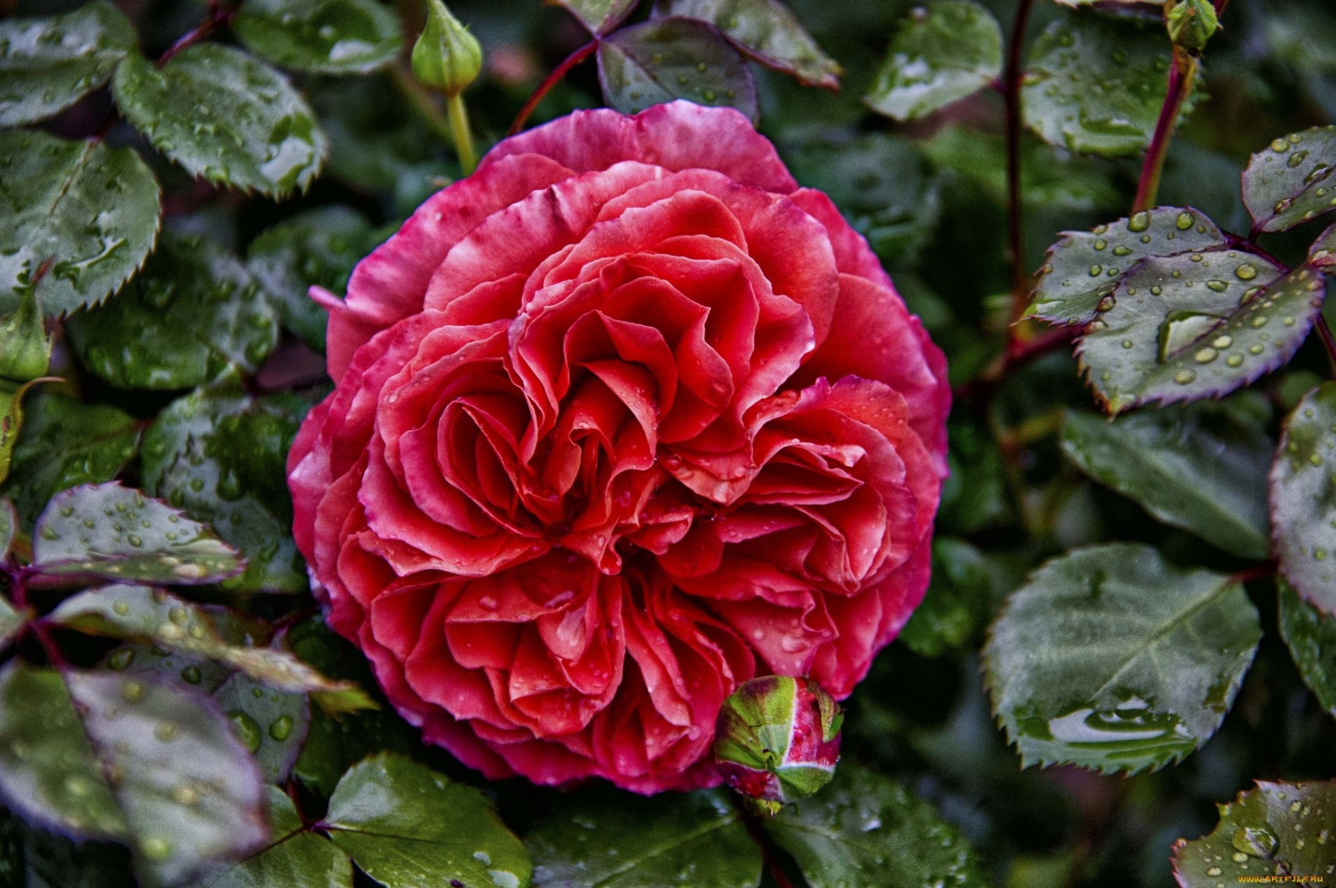 HD PC desktop wallpaper showcasing a close-up of a vibrant red rose surrounded by green leaves adorned with water droplets in a natural setting.
