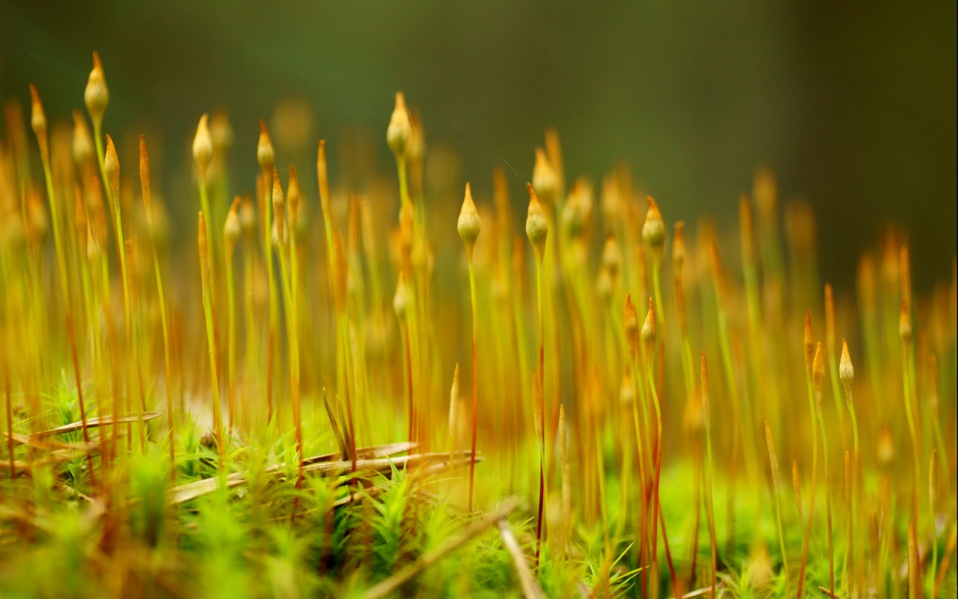 HD close-up view of delicate green moss with slender sporophytes, captured in vivid natural detail as a desktop wallpaper and background.