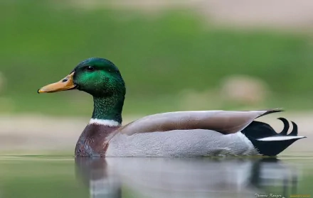 A serene mallard duck glides across calm waters, showcasing its vibrant green head and elegant plumage, making this an engaging HD desktop wallpaper and background.