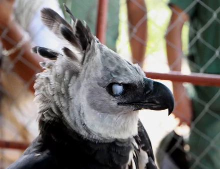 Animal harpy eagle HD Desktop Wallpaper | Background Image
