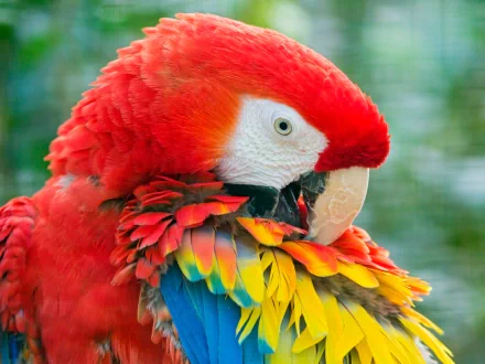 Close-up of a vibrant scarlet macaw with red, yellow, and blue feathers against a blurred green background, captured in high definition for a PC desktop wallpaper.