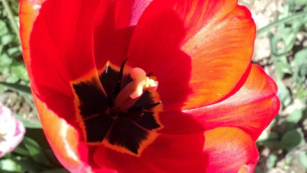 nature flower HD Desktop Wallpaper | Background Image