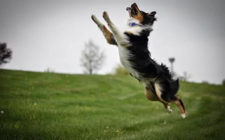 HD desktop wallpaper featuring a border collie mid-air, leaping across a grassy field with a blurred natural background.