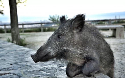 HD PC desktop wallpaper featuring a close-up of a wild boar resting on a stone surface with a blurred natural background.