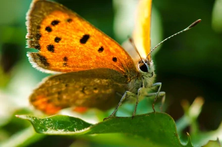 Close-up of an orange butterfly resting on a green leaf, captured in vibrant detail for a 4K Ultra HD PC desktop wallpaper and background.
