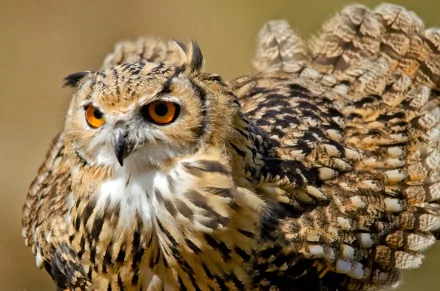 A striking owl with vibrant orange eyes and intricate feather patterns, captured in high-definition, serves as an impressive desktop wallpaper and background for nature enthusiasts.