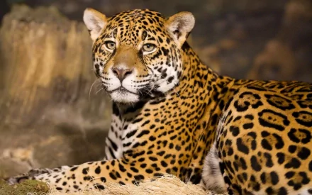 A majestic jaguar rests in a natural setting, showcasing its striking coat of spotted fur. This HD image serves as an impressive PC desktop wallpaper and background.
