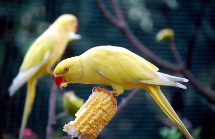 A vibrant HD desktop wallpaper featuring two rose-ringed parakeets. One parakeet perches on a branch, while the other enjoys some corn.