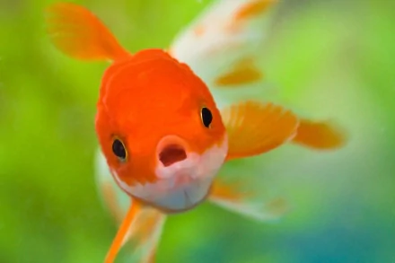 HD wallpaper of a goldfish with vivid orange and white colors, swimming against a blurred green and blue background.