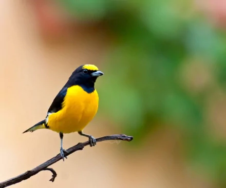  Scrub Euphonia (euphonia affinis)