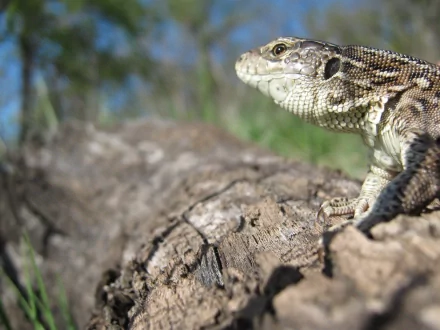 HD desktop wallpaper featuring a close-up of a lizard perched on textured bark with a blurred natural background.