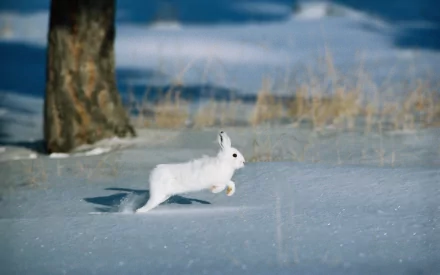 HD desktop wallpaper featuring a white hare bounding across a snowy landscape with a blurred tree and dry grass in the background.