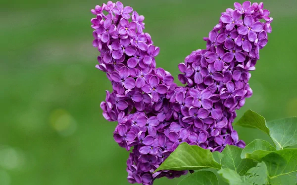 HD desktop wallpaper featuring vibrant purple lilac blossoms against a soft green natural background, capturing the beauty of nature in full bloom.
