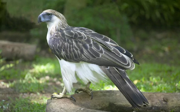 HD PC desktop wallpaper featuring a majestic Philippine eagle perched on a rock in a lush green environment.