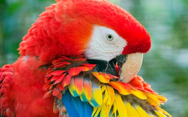 Close-up of a vibrant scarlet macaw with red, yellow, and blue feathers against a blurred green background, captured in high definition for a PC desktop wallpaper.