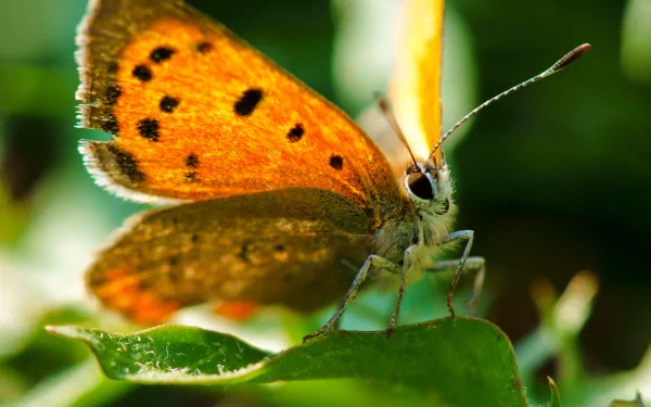 Close-up of an orange butterfly resting on a green leaf, captured in vibrant detail for a 4K Ultra HD PC desktop wallpaper and background.