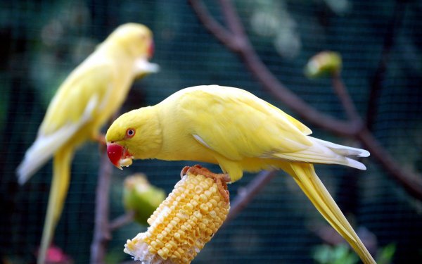 Animal Rose-ringed Parakeet Birds Parrots HD Wallpaper | Background Image