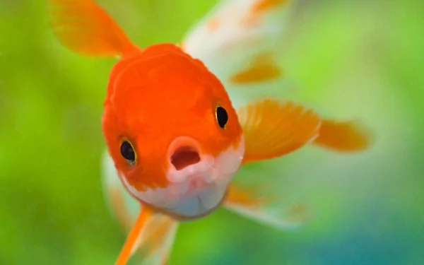 HD wallpaper of a goldfish with vivid orange and white colors, swimming against a blurred green and blue background.