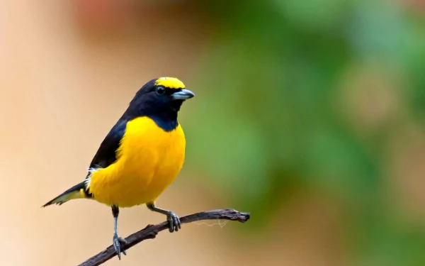 HD desktop wallpaper of a vibrant scrub euphonia finch perched on a branch against a green blurred background.