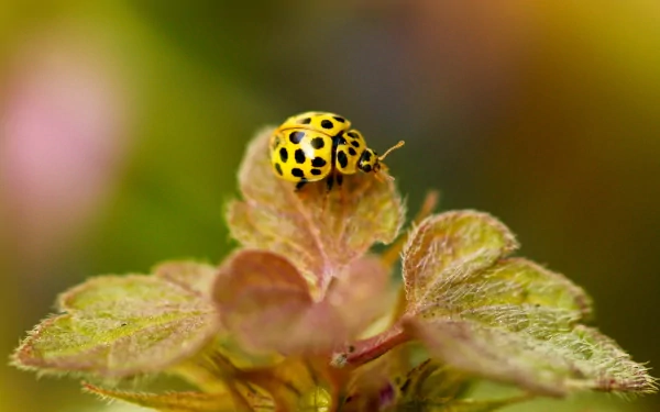 HD desktop wallpaper featuring a close-up of a yellow and black spotted ladybug resting on a green leaf with a soft, blurred natural background.