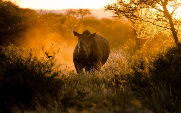 Animal Rhino Rhinoceros HD Wallpaper | Background Image