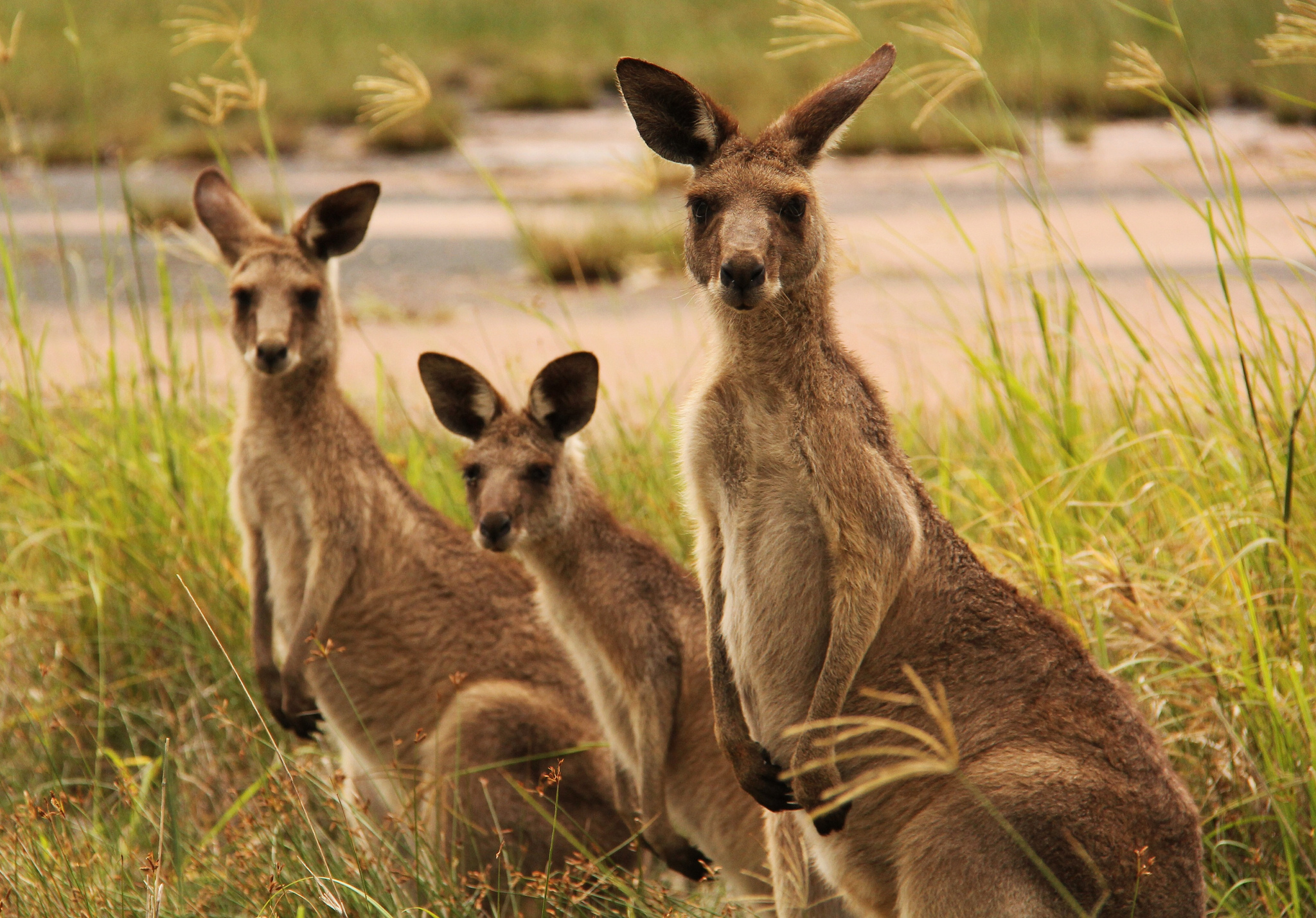 Kangaroo HD Wallpaper | Background Image | 2048x1428 | ID:407997 