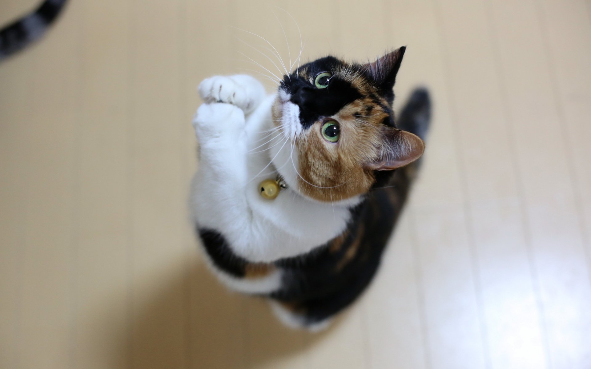 A playful calico cat with big green eyes stands on its hind legs, creating an engaging focal point for an HD desktop wallpaper and background.