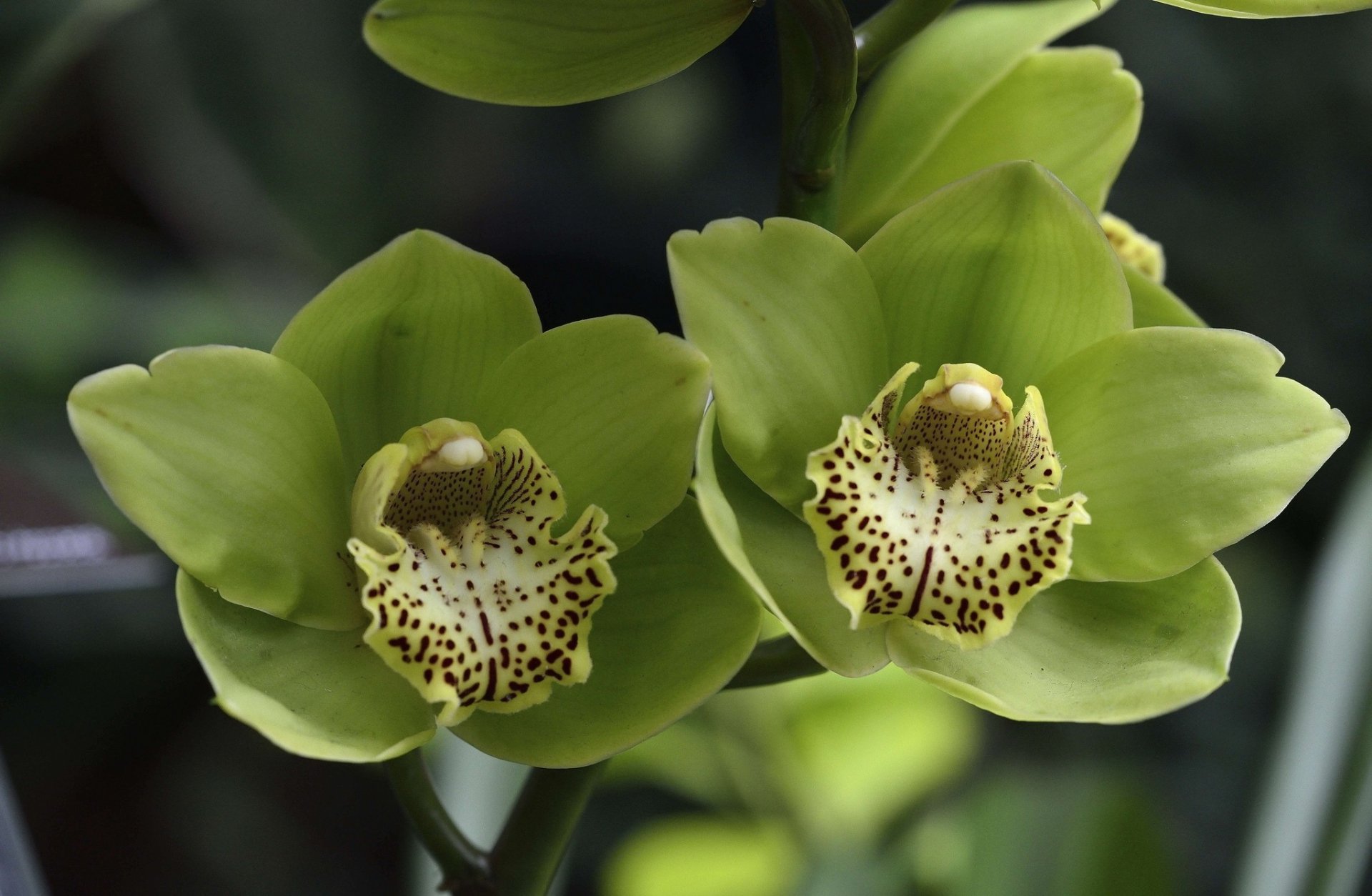HD desktop wallpaper featuring close-up of vibrant green orchids with detailed spotted centers, set against a soft natural background.