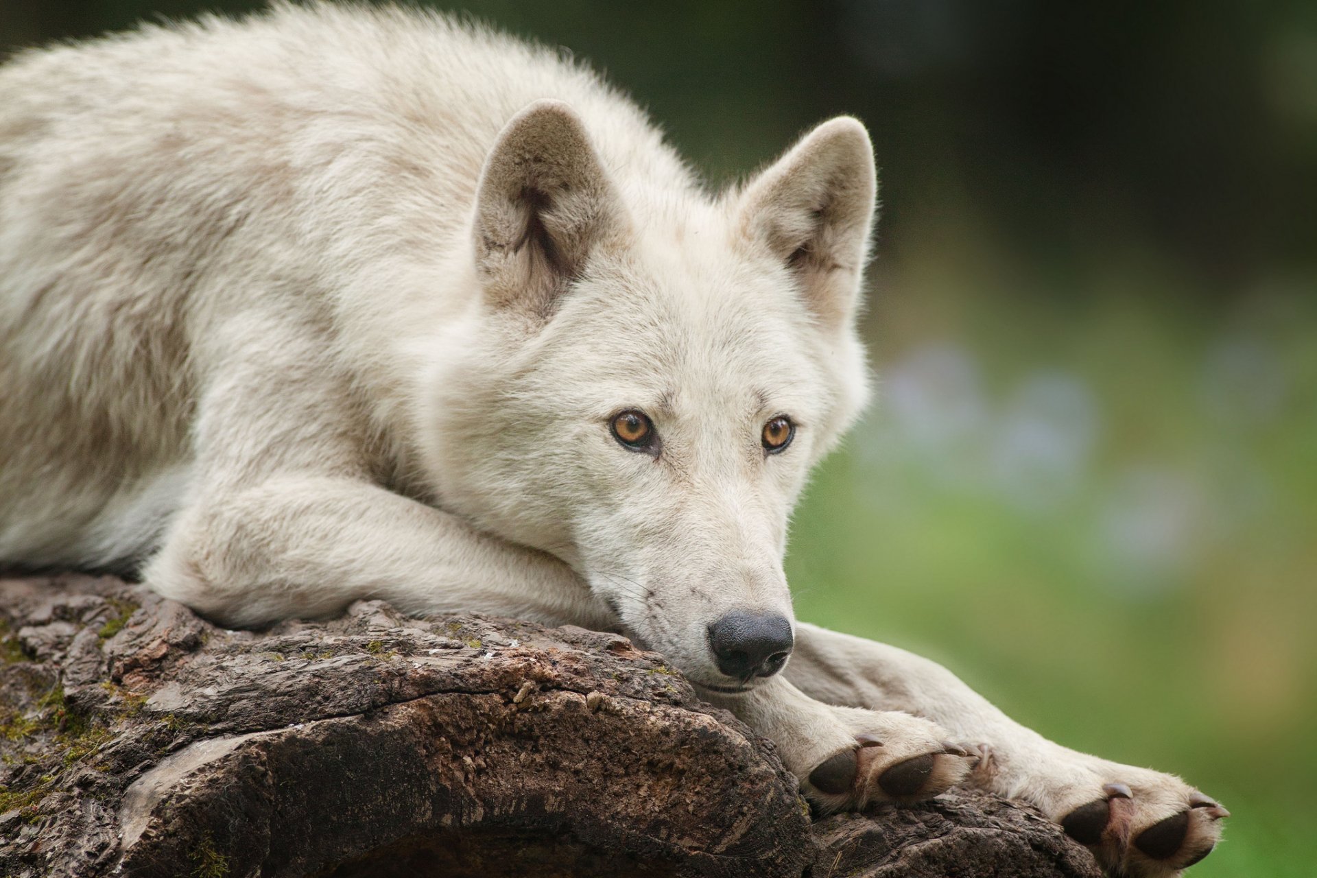 A serene white wolf resting on a log, set against a blurred green background. This captivating image serves as a stunning HD desktop wallpaper and background.