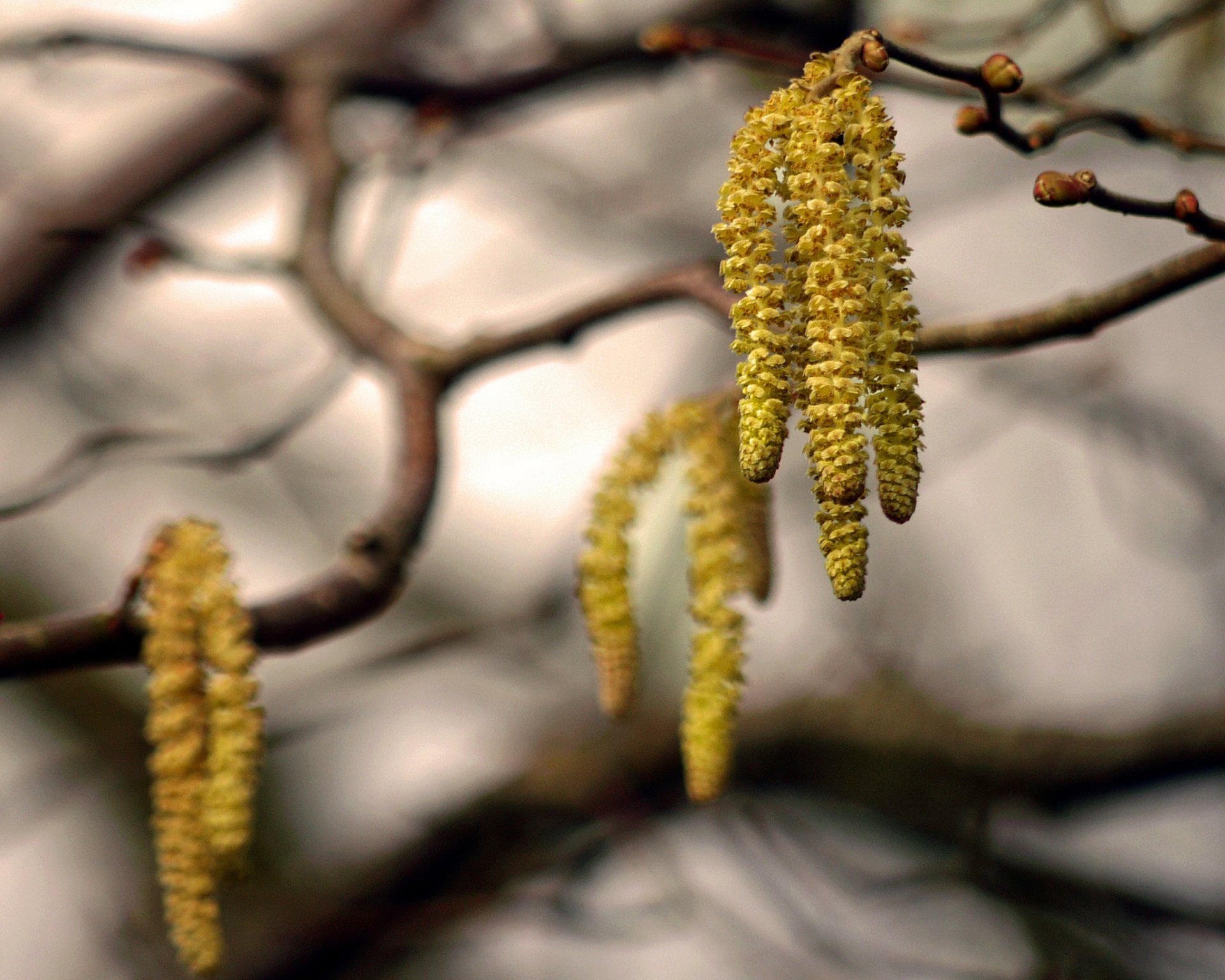 Close-up of yellow catkins hanging from tree branches, captured in sharp detail with a softly blurred natural background, formatted as an HD PC desktop wallpaper.