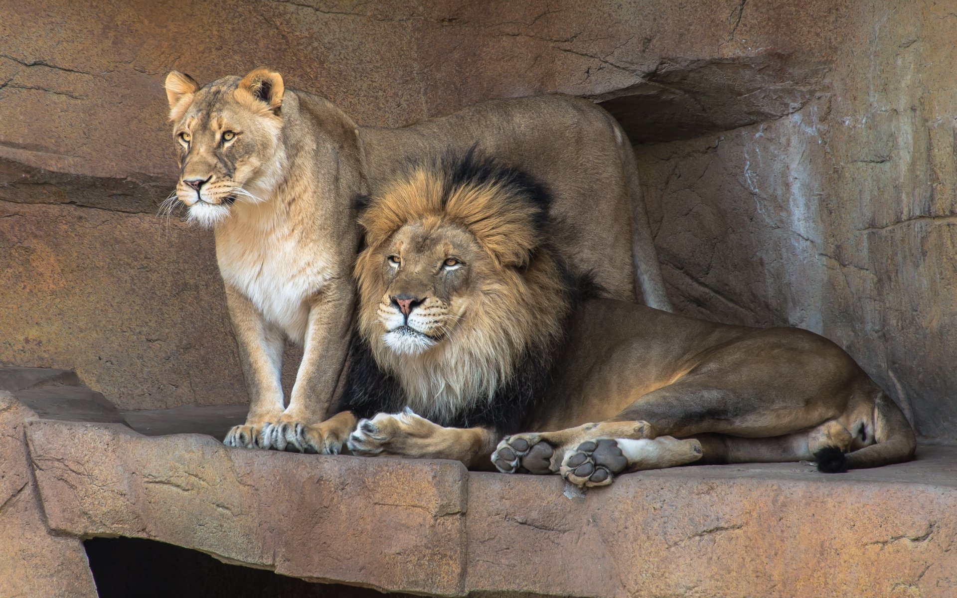 A majestic lion and lioness rest together on rocky terrain, showcasing their powerful presence. This HD image serves as a stunning desktop wallpaper and background.