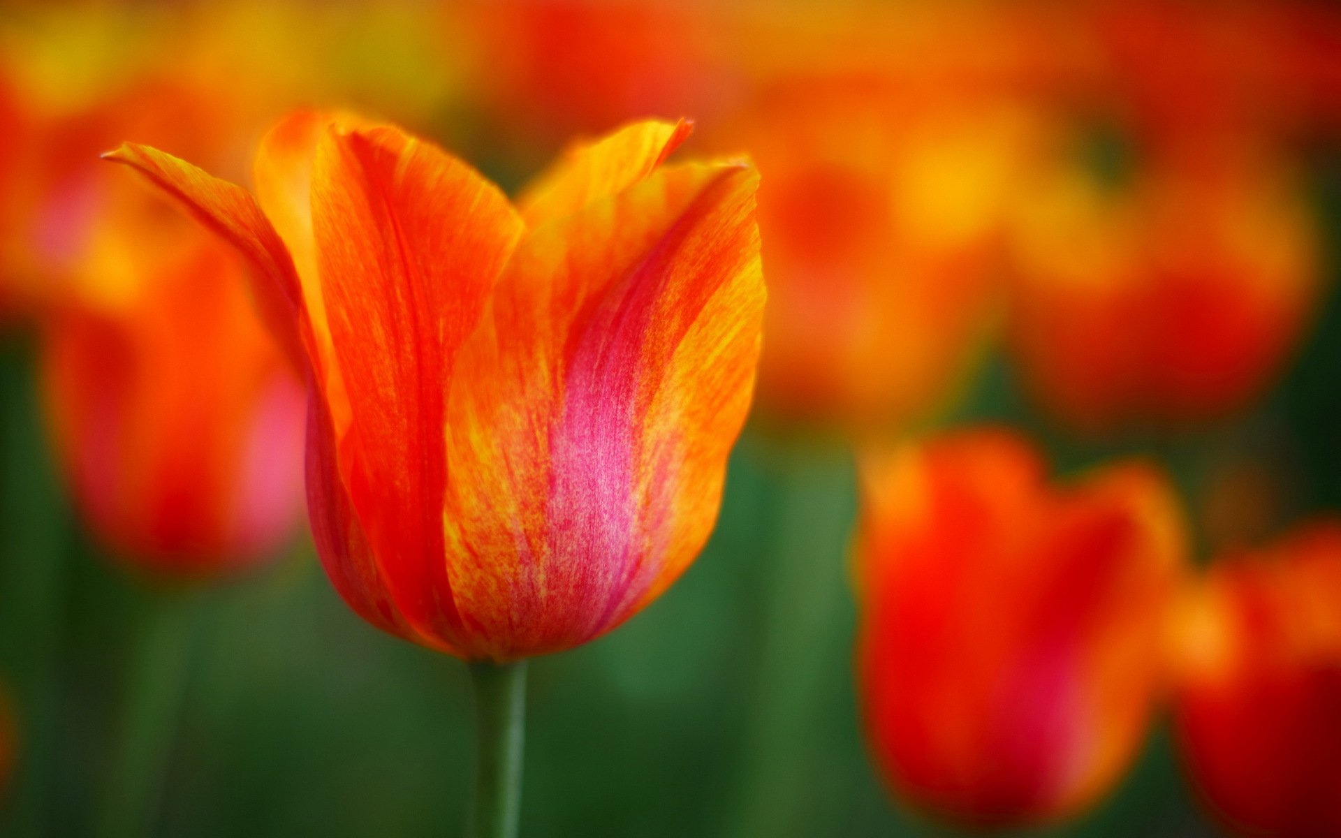 Download Flower Nature Tulip HD Wallpaper