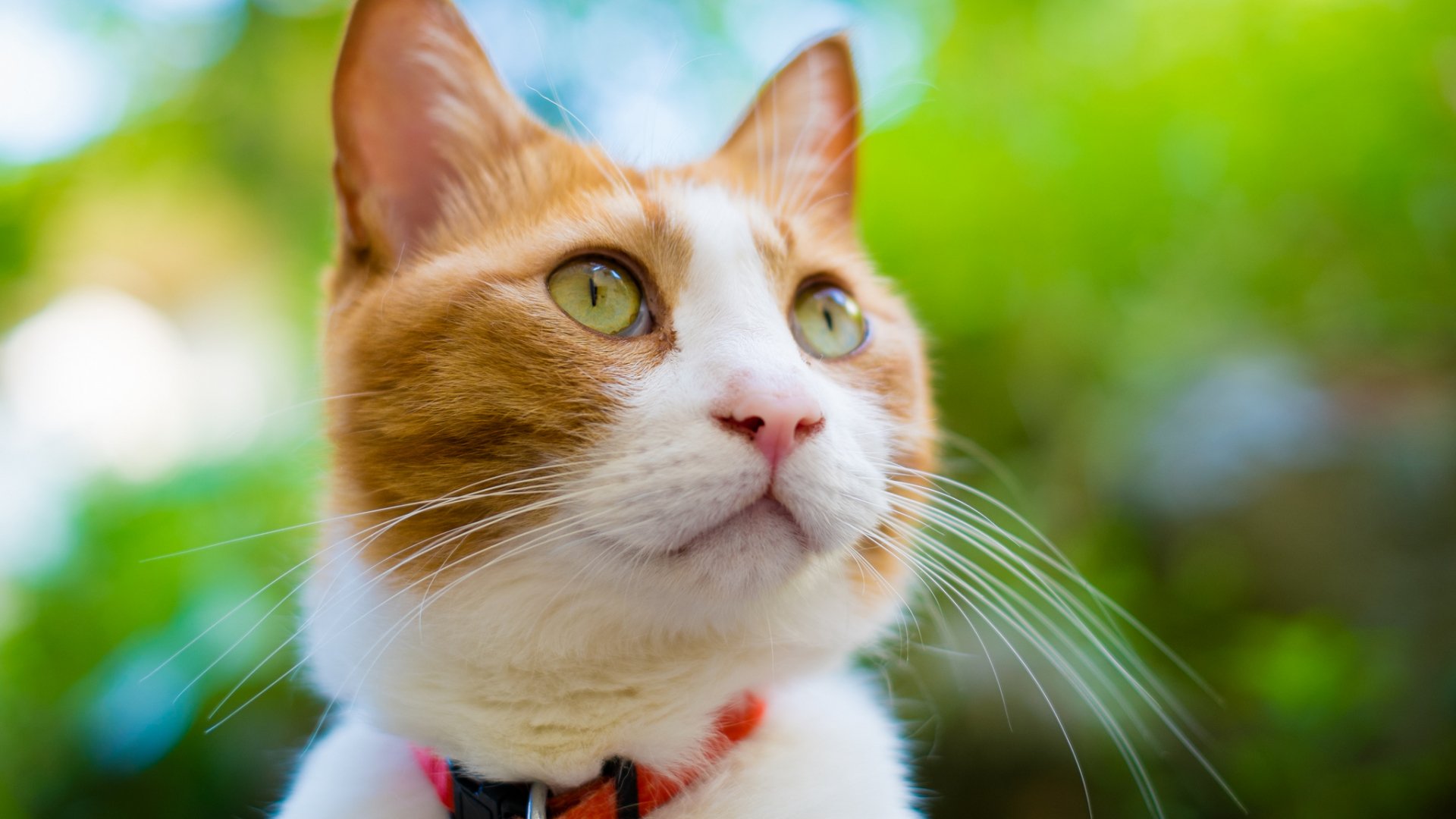 A close-up of a curious cat with striking green eyes and a mix of orange and white fur, set against a vibrant green background, serves as a captivating HD desktop wallpaper.