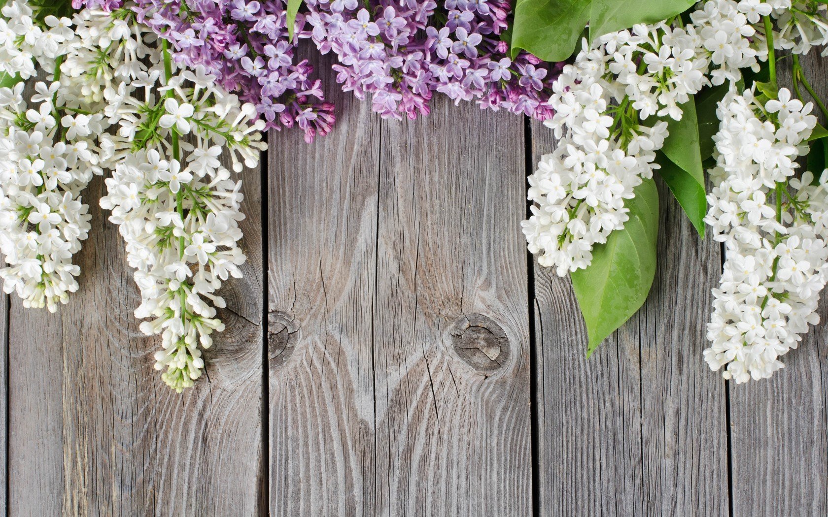 HD desktop wallpaper featuring white and purple lilac flowers arranged along a rustic wooden fence, blending natural beauty with man-made elements.