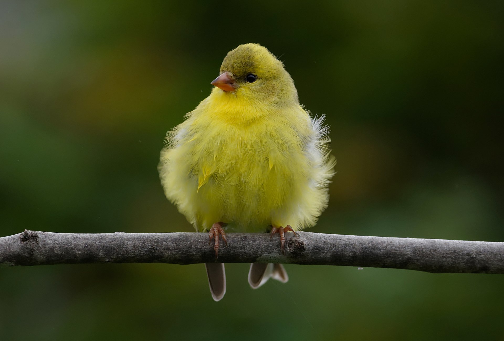 A vibrant yellow bird perched on a branch against a blurred green background, captured in HD for a stunning PC desktop wallpaper.