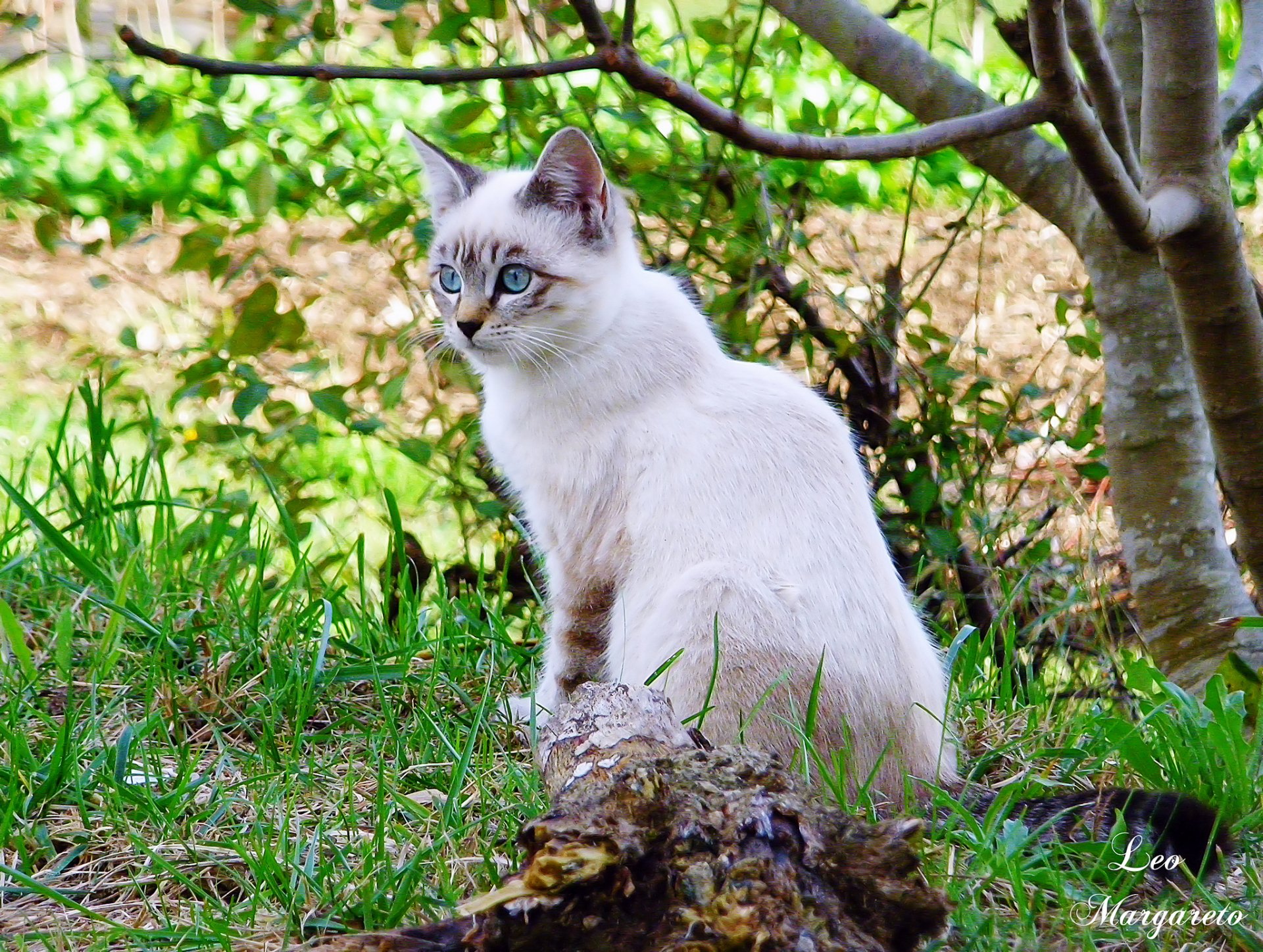 A serene cat sits gracefully among lush greenery, showcasing its striking blue eyes. This HD PC desktop wallpaper captures the beauty of nature and feline elegance.