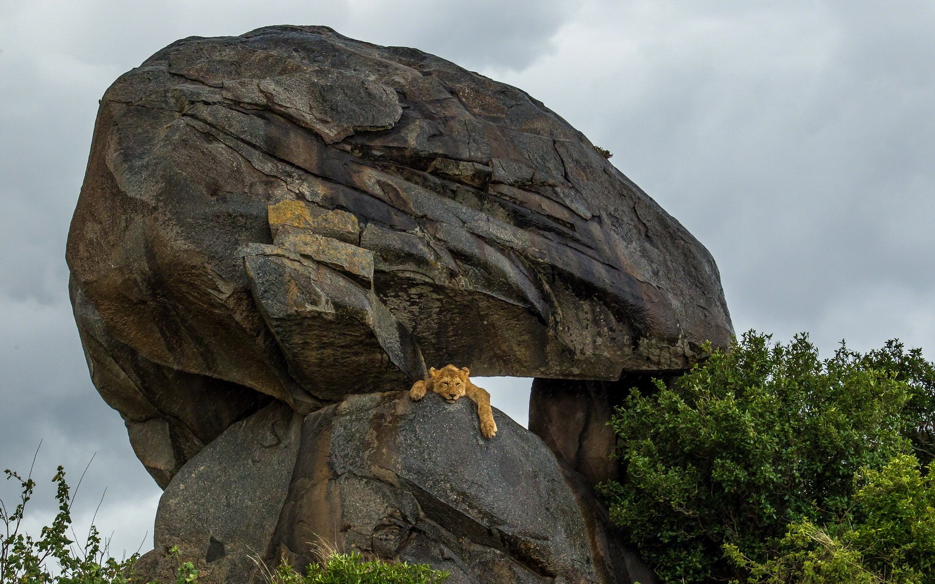 Есть я у камня у зверя. Спящий Лев на скале. Каменные животные. Каменная глыба. Природа камни Лев.