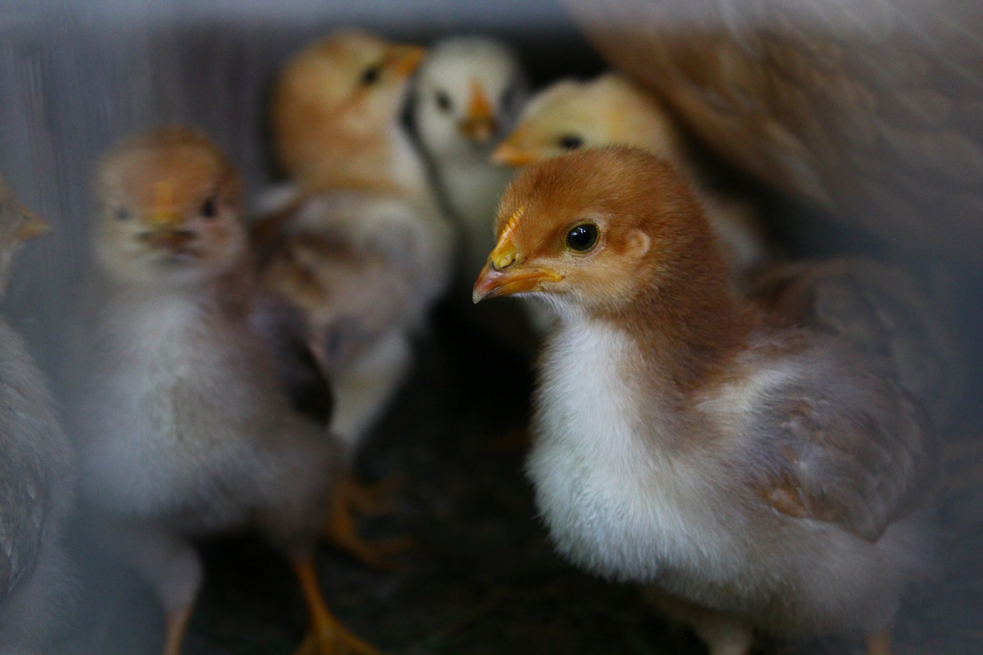 Close-up of young birds in soft lighting, captured in a detailed 4K Ultra HD PC desktop wallpaper showcasing animal life.