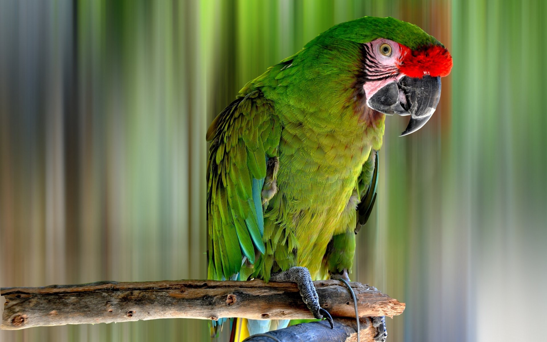 HD desktop wallpaper featuring a vibrant military macaw perched on a branch with a blurred green and brown background.