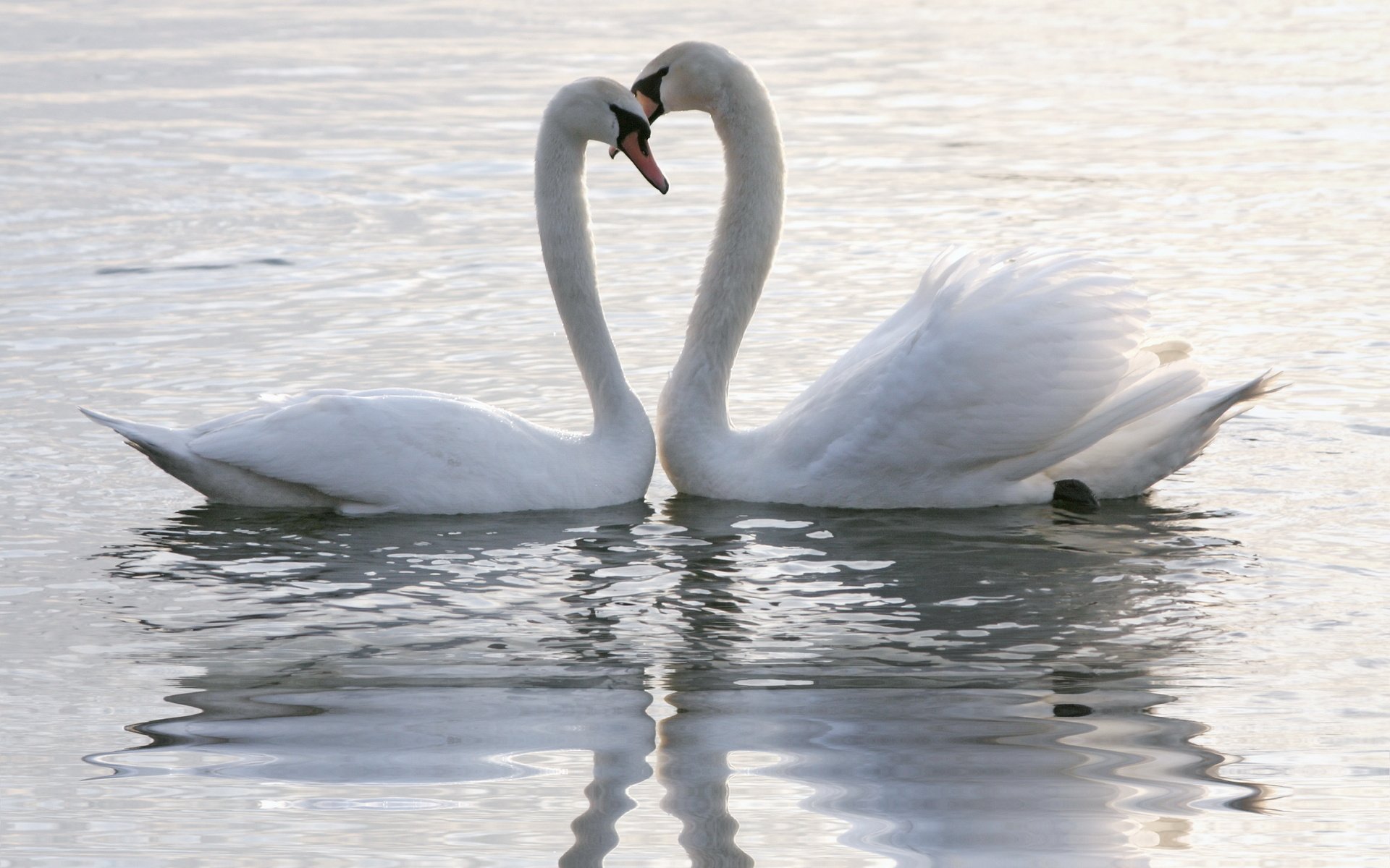 HD desktop wallpaper of two mute swans forming a heart shape with their necks while floating gracefully on calm water.