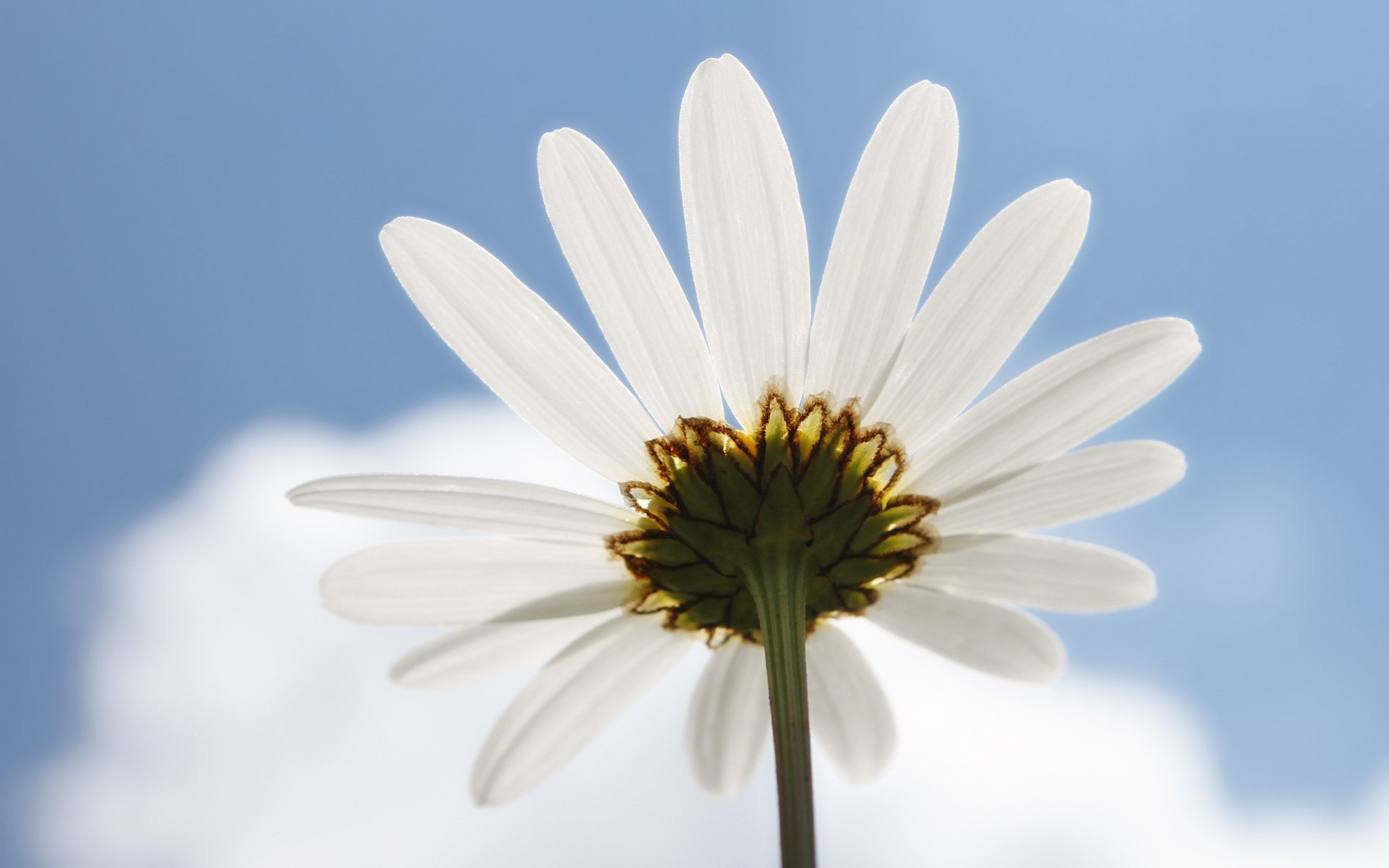 HD PC desktop wallpaper showing a close-up underside of a white daisy against a bright blue sky with soft clouds, a serene nature background.