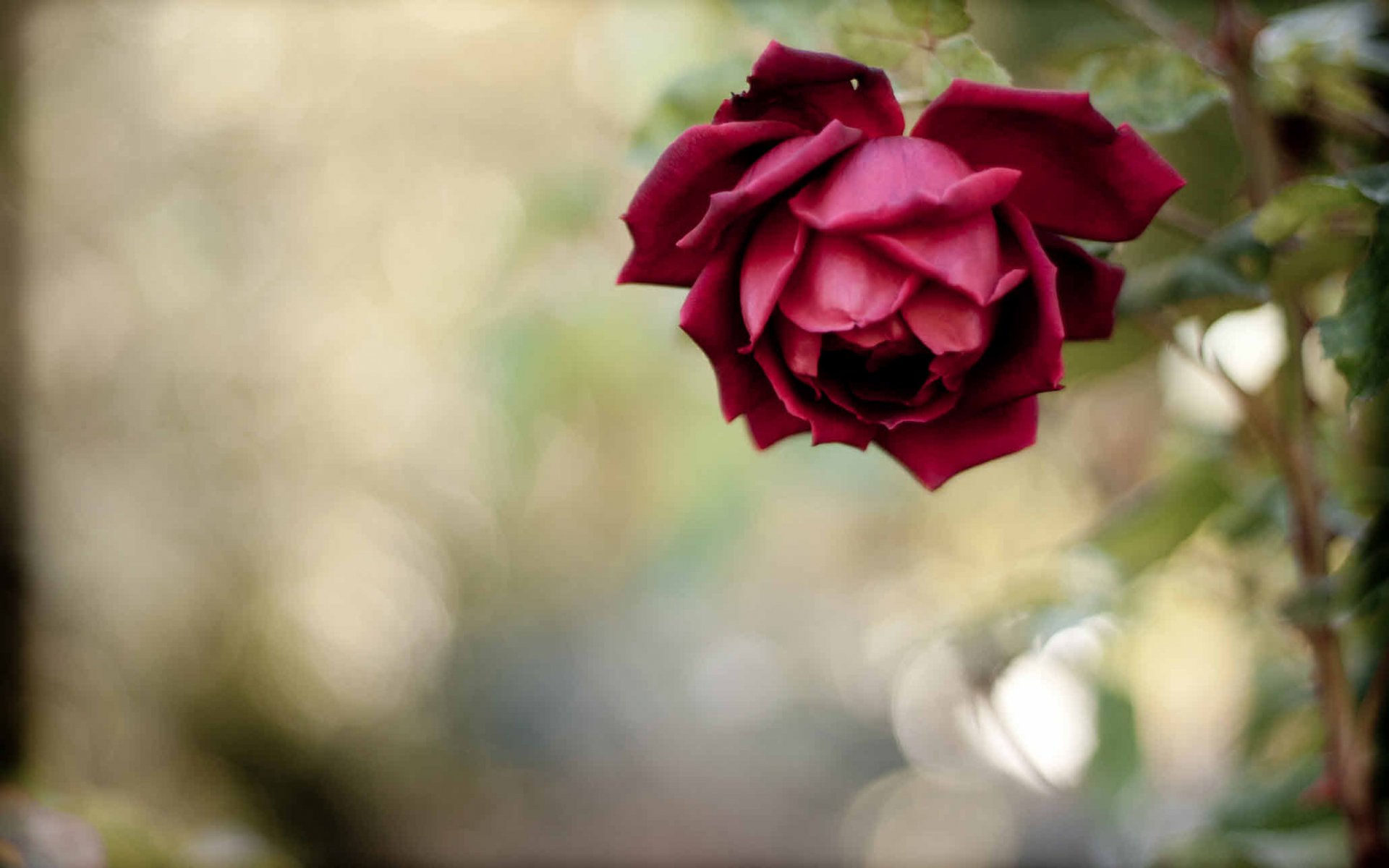 A deep red rose in full bloom set against a softly blurred natural background, captured in high definition for a PC desktop wallpaper.