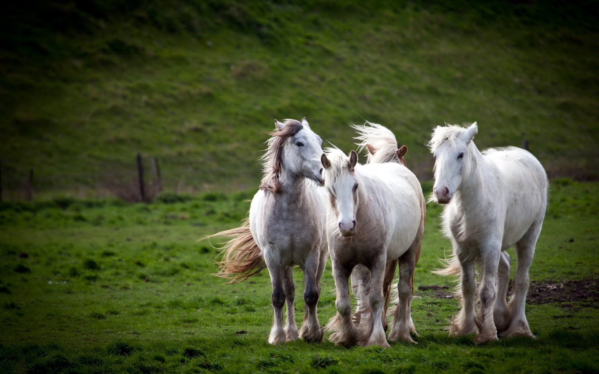 HD PC desktop wallpaper featuring three white horses standing together on a grassy field with a blurred green background.