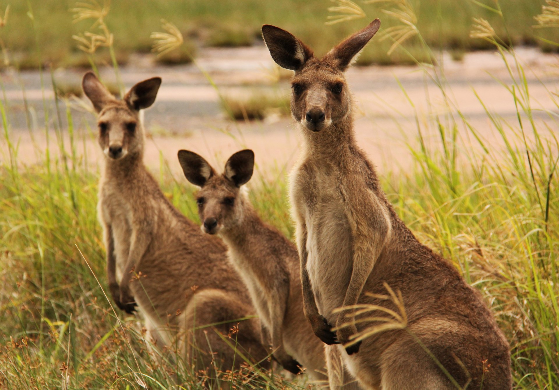 Kangaroo Full HD Wallpaper and Background | 2048x1428 | ID:407997