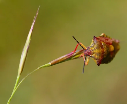 Animal beetle HD Desktop Wallpaper | Background Image