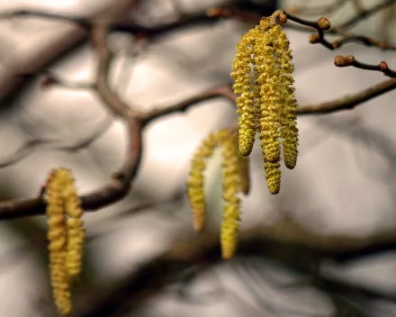 Close-up of yellow catkins hanging from tree branches, captured in sharp detail with a softly blurred natural background, formatted as an HD PC desktop wallpaper.