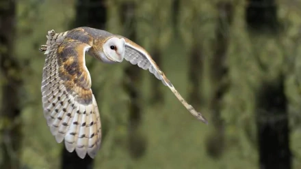 A beautiful barn owl in flight, showcasing its striking plumage. This HD image serves as an enchanting desktop wallpaper and background for nature lovers.